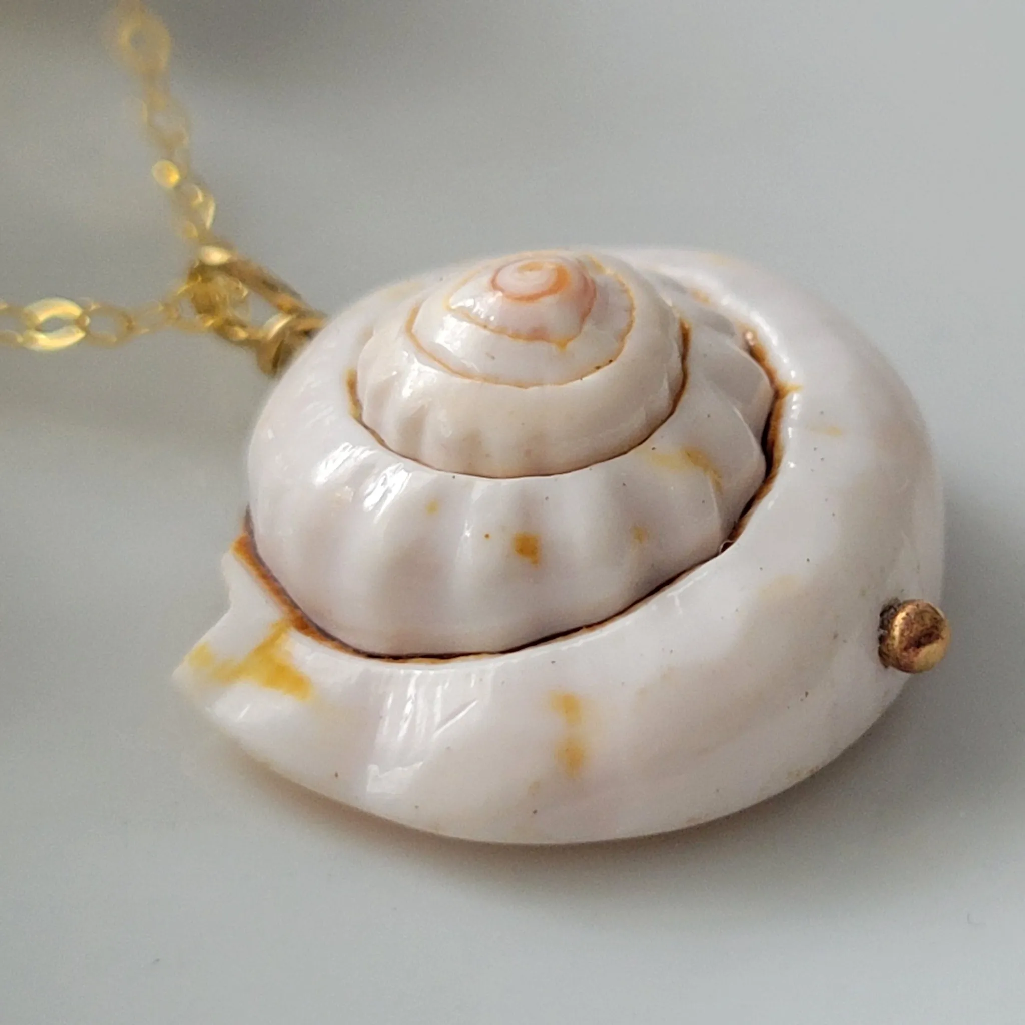Unique Shell Drop Necklace - Sterling, Gold, or Rose Gold
